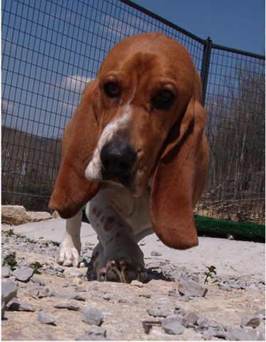 basset.jpg