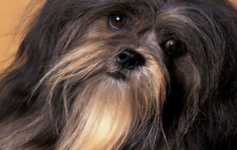 lhasa_apso1.jpg