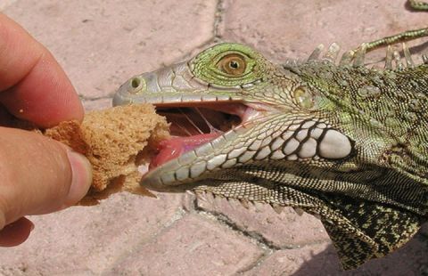 iguana.jpg