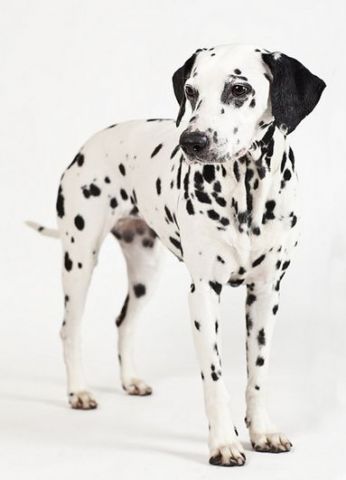 Dalmata.jpg