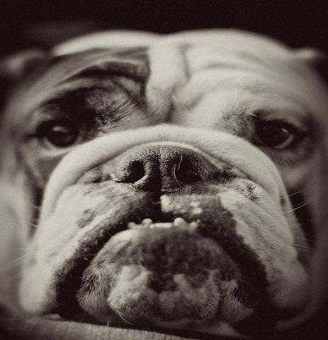 Bulldog.jpg