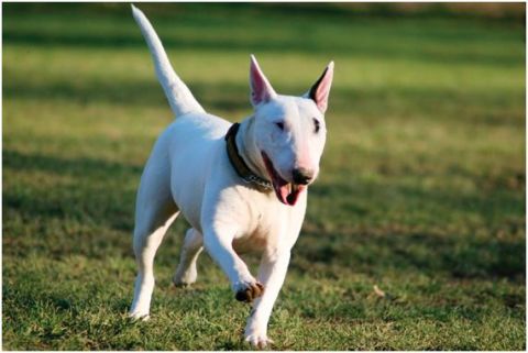 BULL TERRIER.jpg