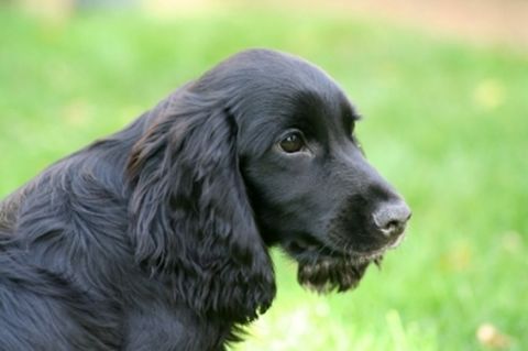 Cocker Spaniel.jpg