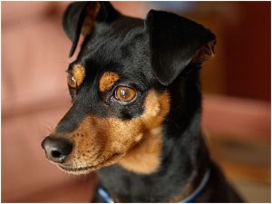 pinscher.jpg