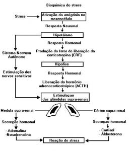 Bioquimica Stress