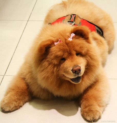 chow chow.jpg