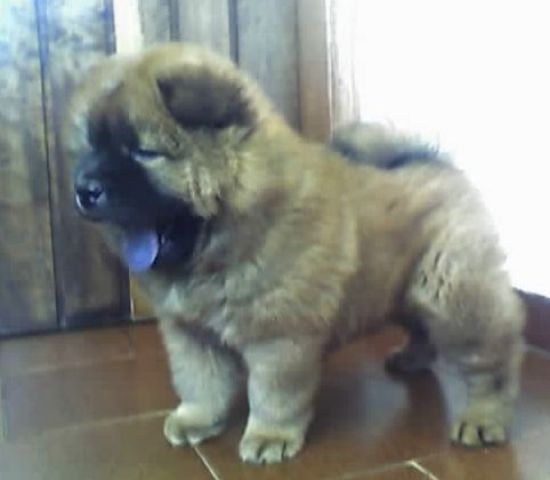 mini chow chow puppies miniature chow chow breeds picture mini chow chow puppies miniature chow chow breeds picture